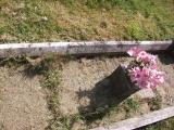 image of grave number 62577
